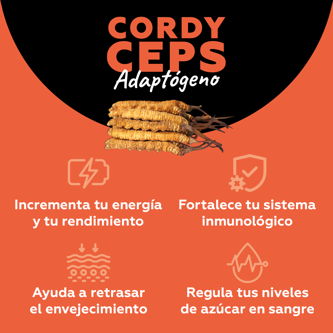 Cordyceps - Adaptógeno (energía)
