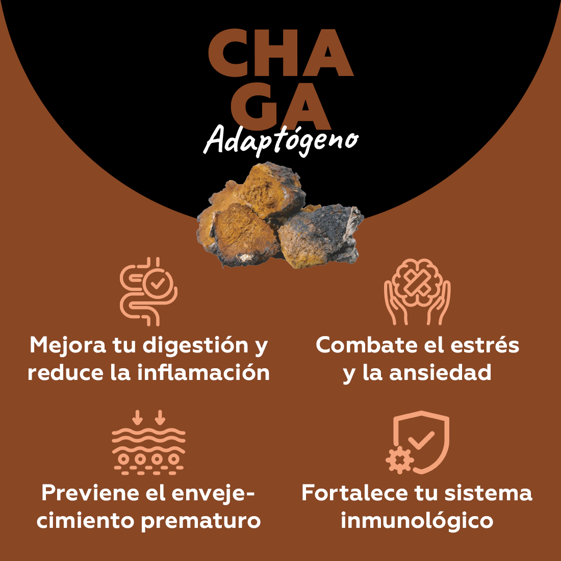 Chaga - Adaptógeno (digestión & relajación)