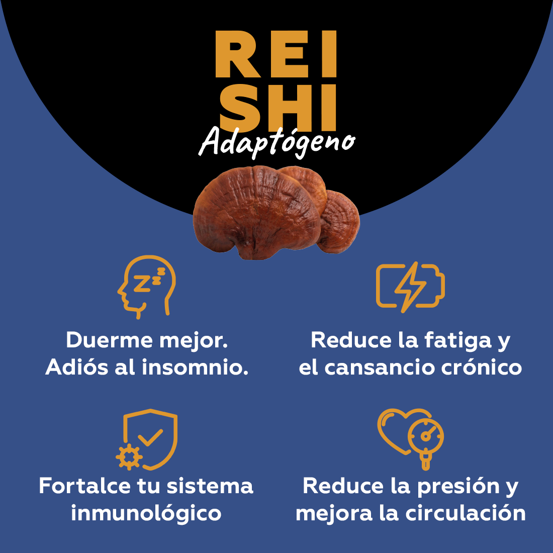 Reishi - Adaptógeno (antiestrés y longevidad)